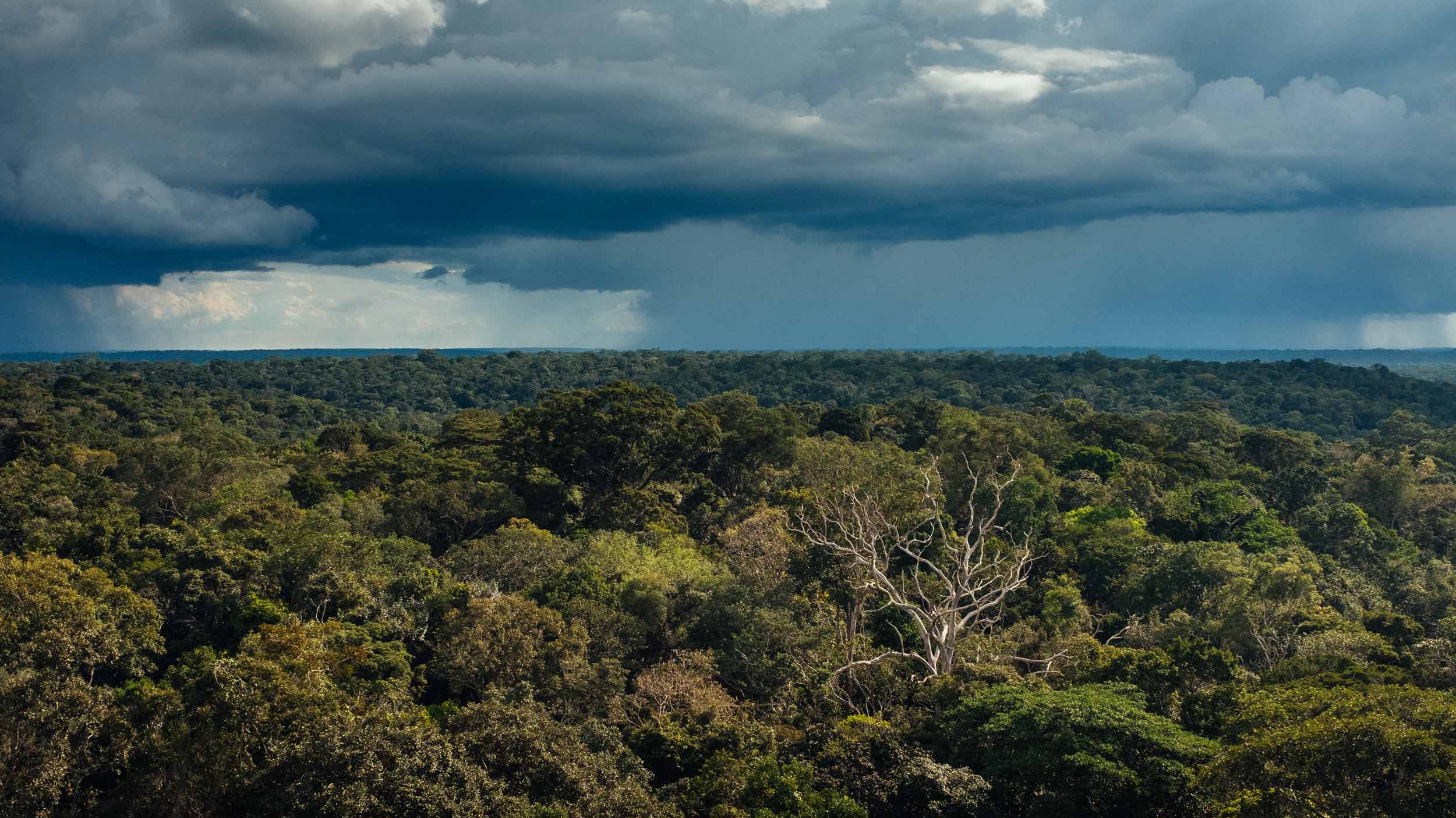 The Amazon Used To Be A Hedge Against Climate Change Those Days May Be Over